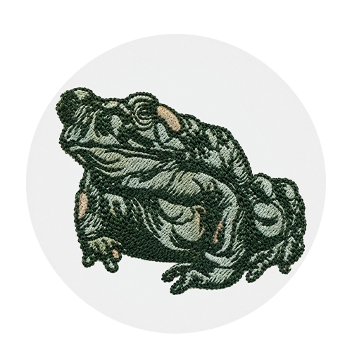 THE BUFO ALAVARIUS TOAD